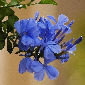 ぶら写ん歩の画像 by curoさん | お出かけ先とお散歩路とルリマツリ♡と青いお花♡とぶら写ん歩