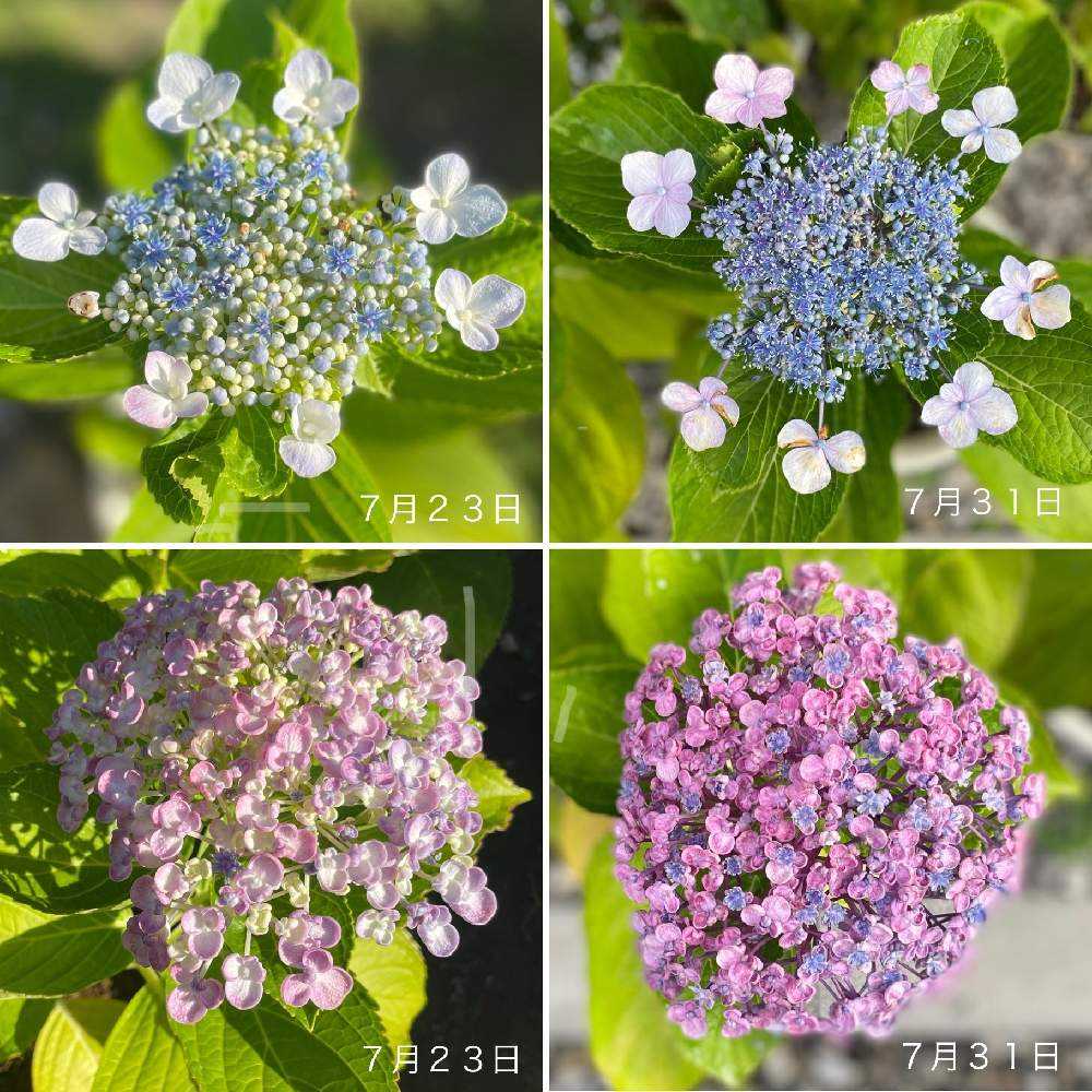 紫陽花・アナベル挿し木からの成長|🍀GreenSnap(グリーン 紫陽花・アナベル挿し木からの成長|🍀GreenSnap(グリーン