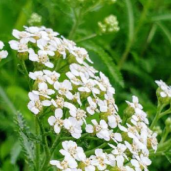 セイヨウノコギリソウ 西洋鋸草 の投稿画像一覧 Greensnap グリーンスナップ