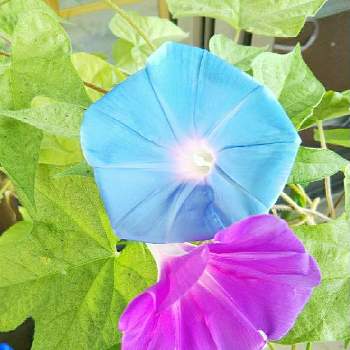 夏のひとときの画像 by りんかさん | バルコニー/ベランダと夏の朝と夏のひとときと青い花と青い朝顔と毎朝見るのが楽しみ
