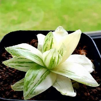 シンビフォルミス錦の投稿画像一覧 Greensnap グリーンスナップ