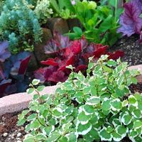 フィカス・プミラ,地植え,グランドカバー,つる性植物,常緑多年草の画像