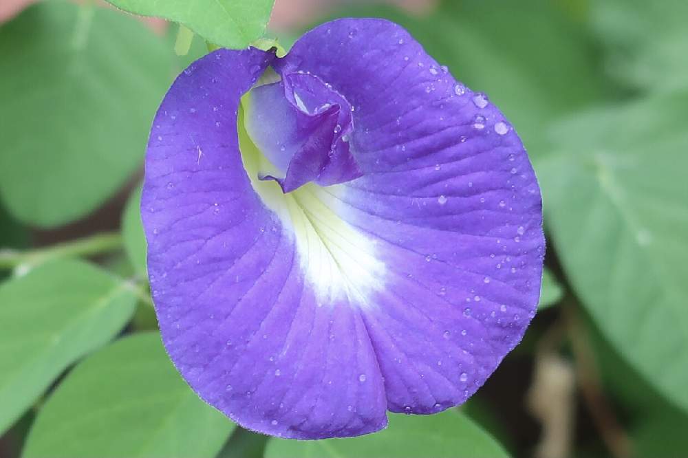 お出かけ先の画像 by シナモンさん | お出かけ先と植物のある暮らしとお花大好き♡と東京都薬用植物園と紫色の花とお花のある暮らしと綺麗とバタフライピー・チョウマメ