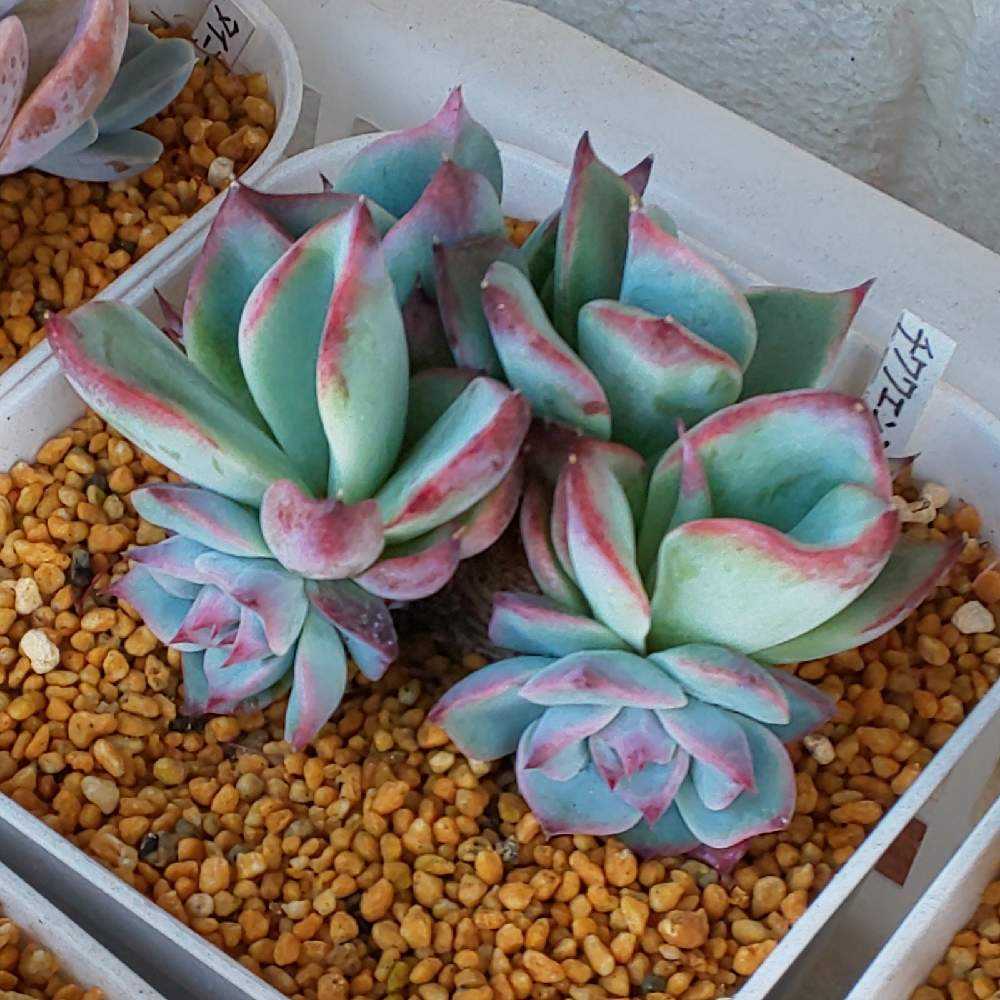 2苗 速達 速達付】❤ラブリーローズ錦❤ ✨白斑✨レア 双頭✨