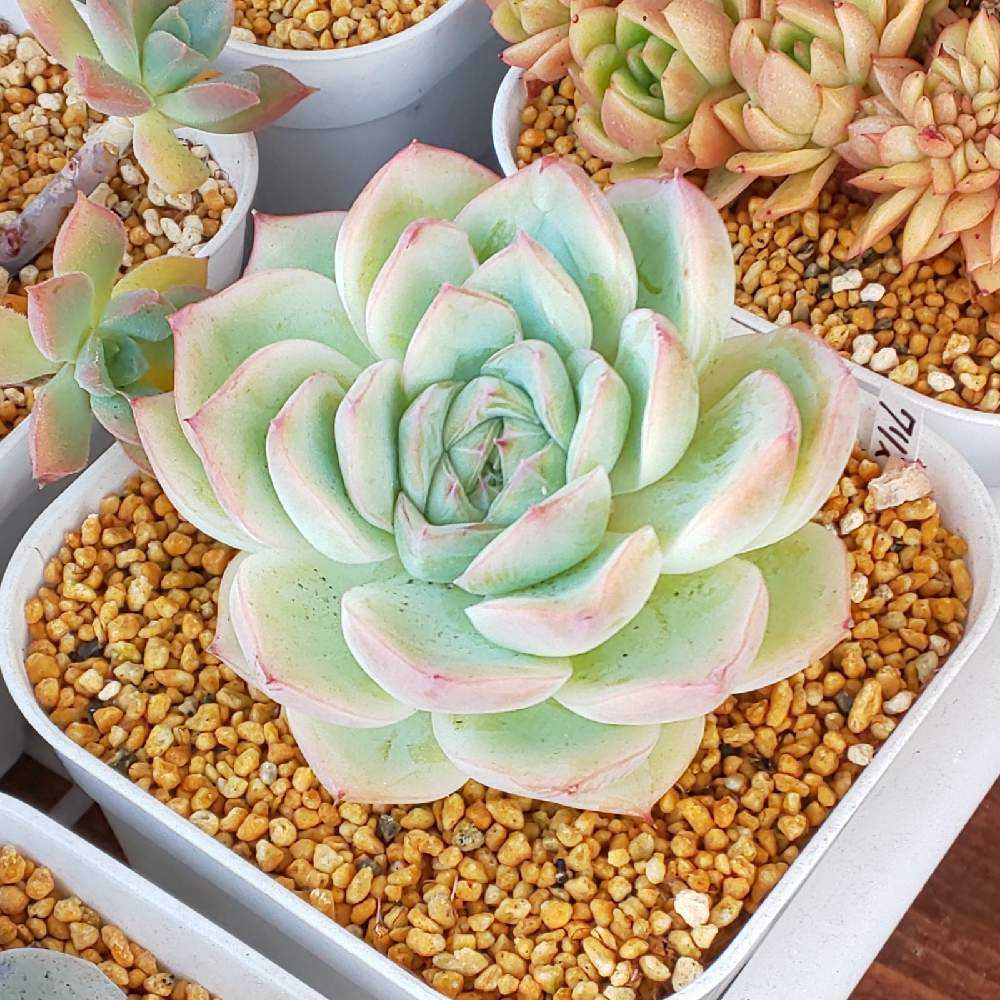 多肉植物 クリスタルローズ クリスタルローズ – 多肉植物の通販・販売サイト tawawa