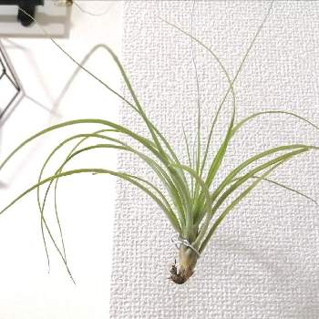ダイソーエアープランツの投稿画像一覧 Greensnap グリーンスナップ ダイソーエアープランツの投稿画像一覧 Greensnap グリーンスナップ