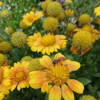 ハチさんの画像 by シャボン✿*:･ﾟさん | お出かけ先とハチさんと元気パワーときいろのお花とお花に癒されて❤️