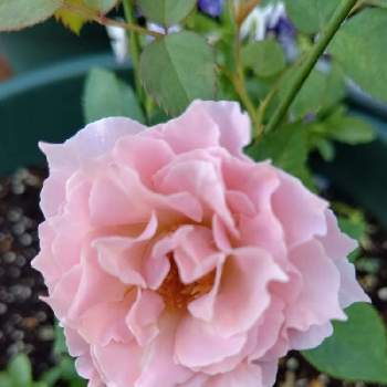 ラマリエの画像 by みこたんガーデンさん | 小さな庭とフリルとばら バラ 薔薇とピンクの花と薔薇に魅せられてと素敵な色合いと可愛い〜♡と河本ローズと薔薇♪とラマリエ