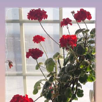 実家の母の花の画像 by ポリッピーさん | ゼラニウムときれいだね〜〜❣️とお花は人を元気にすると赤い花とかわいいとお花のある生活と実家の母の花