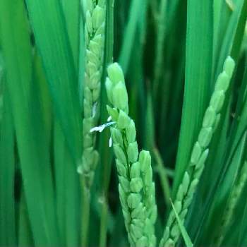 イネの花の投稿画像一覧 Greensnap グリーンスナップ