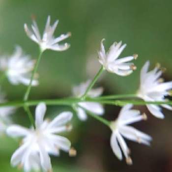 ハナセキショウの投稿画像一覧 Greensnap グリーンスナップ