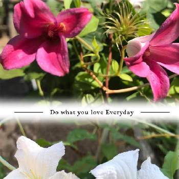 クレマチスプリンセスダイアナの画像 by ちりめんうさぎさん | 広い庭とクレマチス ブルーエンジェルとクレマチスプリンセスダイアナと鉢植えと白い花とピンクの花とおうち園芸