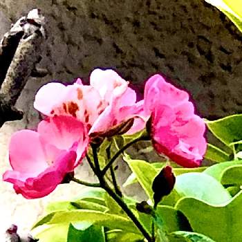 半八重カップ咲きの画像 by まちすけさん | 小さな庭とバラとアンジェラとFフロリパンダと返り咲きと半日陰と半八重カップ咲きと３年目とツル薔薇と鉢植えと小中輪房咲きと花のある暮らしとコルデス