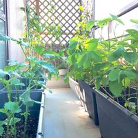 オクラ,キュウリ,大玉トマト,枝豆《丹波の黒豆》,ナス 千両二号の画像