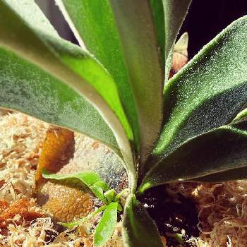 ハンギング バスケットの投稿画像一覧 Greensnap グリーンスナップ