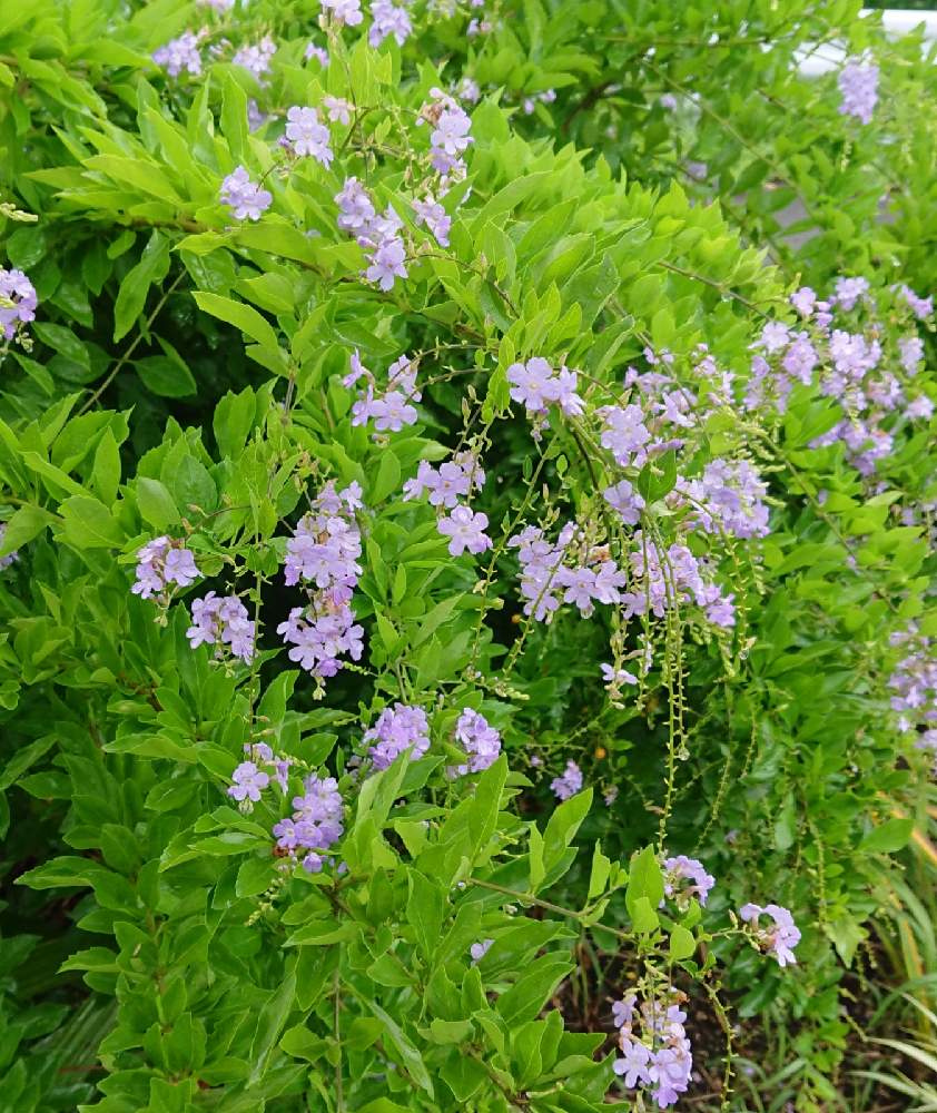 デュランタの投稿画像 By りんさん 寄せ植えと花ハナはなと花壇とおうち園芸と庭づくりと花を楽しむとガーデニングと花のある暮らしと庭植え 21月8月11日 Greensnap グリーンスナップ