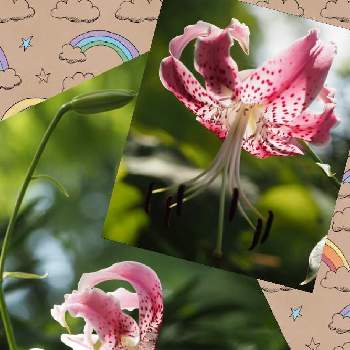 鹿の子百合❇の画像 by Momoさん | 小さな庭とカノコユリと鹿の子百合❇と植物と暮らすと私の花の写真とピンク❤︎ピンクと花のある暮らしとチーム愛知