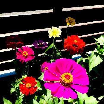 DAISOの種の画像 by つーちゃんさん | 小さな庭とジニアと一年目の庭と暑い！と増やしたいと強い花とお恥ずかしいと台風と種からとバランス悪いと花に詳しくなりたいと恥ずかしい庭とガーデニング初心者と鮮やか とDAISOの種とたくさん咲かせたいと初めての夏