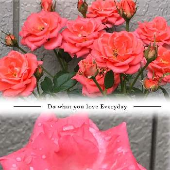 サーモンピンクの花の投稿画像一覧 Greensnap グリーンスナップ