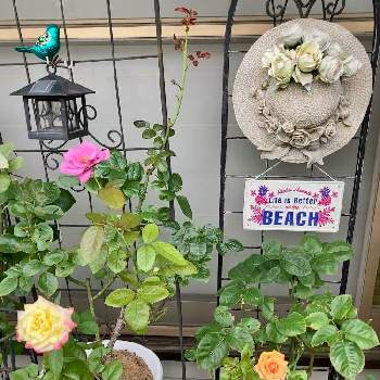 紫系の画像 by White Roseさん | 小さな庭と花時間と癒しを求めてとピンクの花と薄紫色の花と紫系と花いろいろと花のある暮らしと薔薇♪と鉢栽培