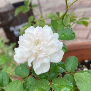 ミニバラ・グリーンアイス,ミニバラ グリーンアイス,癒し…♡,ミニバラ❇︎グリーンアイス,アプローチの画像