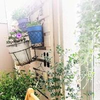 ブラッククローバーの育て方 種まきや植え替えの時期は Greensnap グリーンスナップ ブラッククローバーの育て方 種まきや植え替えの時期は Greensnap グリーンスナップ