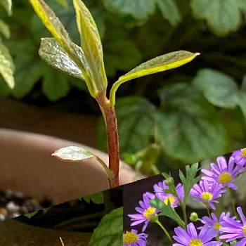 アボガドの種からの画像 by n i eさん | 小さな庭とノコンギクとアボガドとバッタとノコンギク(野紺菊)の花と熱中症に気をつけてねと秋はそこまでとアボガドの種からと紫のお花
