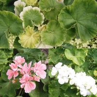 ゼラニウム,ゼラニューム,葉が白い？,葉が白い？,自分らしくねの画像