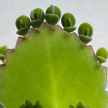 セイロンベンケイソウの育て方 Greensnap グリーンスナップ