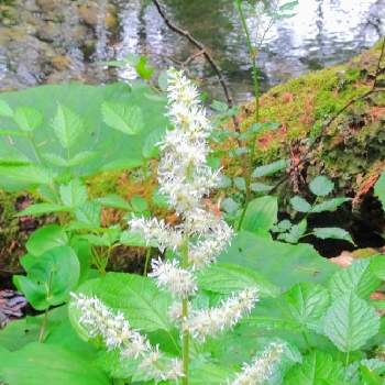 日本固有種の投稿画像一覧 Greensnap グリーンスナップ