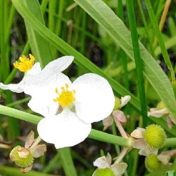 オモダカ科の投稿画像一覧 Greensnap グリーンスナップ