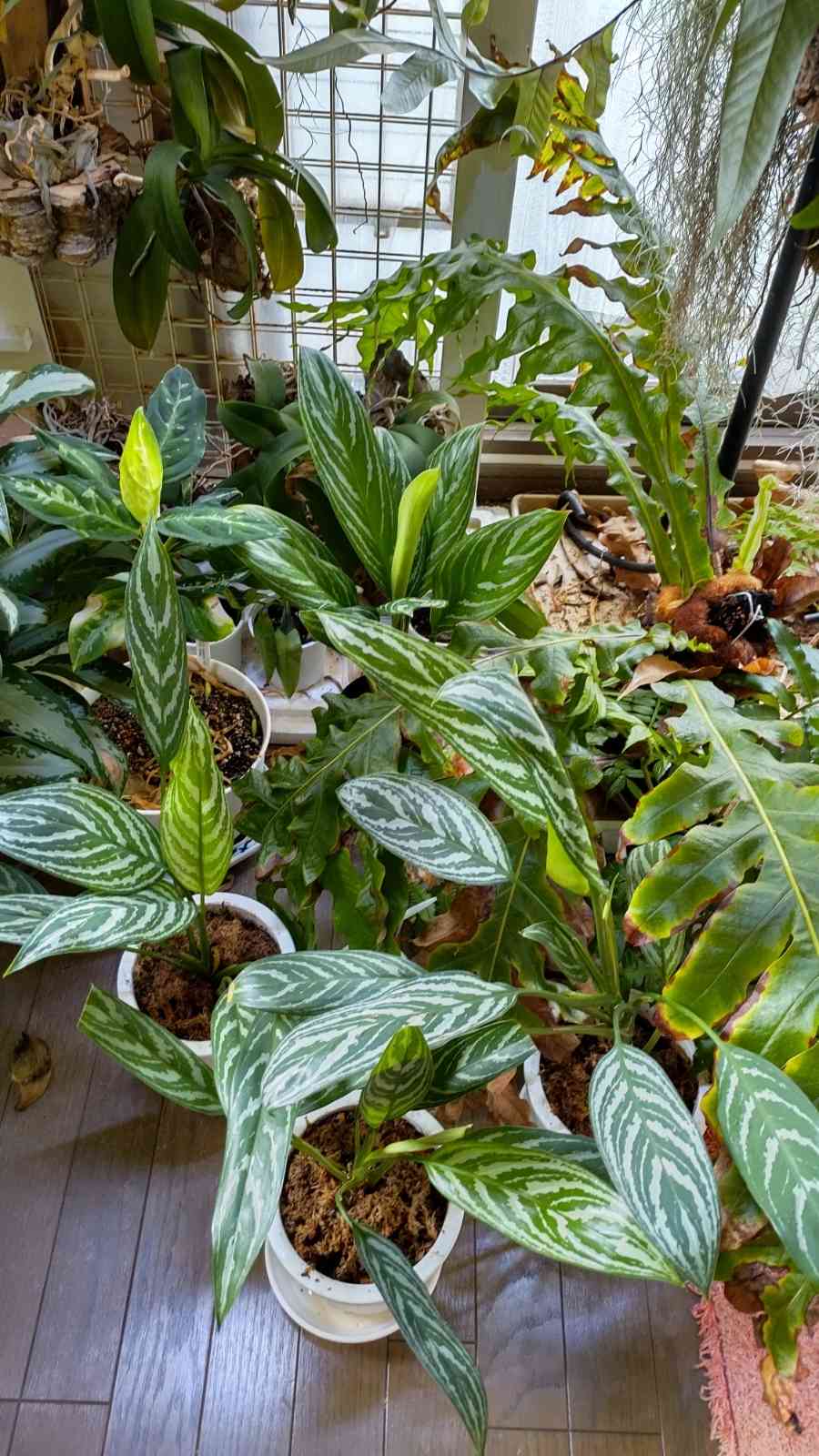 アグラオネマ カーティシーの一覧｜🍀GreenSnap（グリーンスナップ）