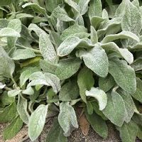 ラムズイヤーの育て方 どんな花が咲く 苗の植え方は 庭や花壇に植えても冬越できる Greensnap グリーンスナップ