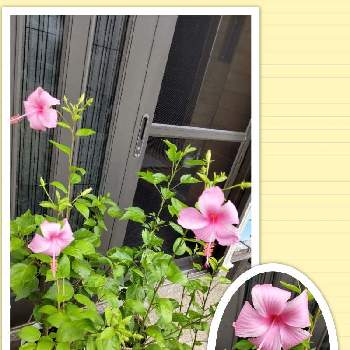 ハイビスカス ピンクバタフライの投稿画像一覧 Greensnap グリーンスナップ