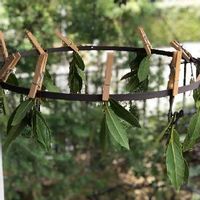 月桂樹 ローリエ の育て方 挿し木や植え付けの方法は Greensnap グリーンスナップ 月桂樹 ローリエ の育て方 挿し木や植え付けの方法は Greensnap グリーンスナップ