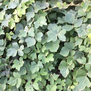 葛の葉の投稿画像一覧 Greensnap グリーンスナップ