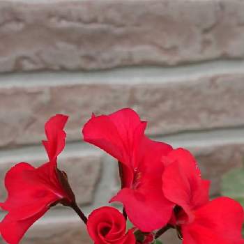 ゼラニウム(^^)の画像 by 薔薇姫さん | 小さな庭とゼラニウムとゼラニウム♡とゼラニウム鉢栽培とゼラニウムの栽培と ゼラニウムと赤い花マニアと赤いはなとゼラニウムの花とゼラニウム大好き❤︎とゼラニウム好きとゼラニウム(^^)と赤い花が好き❤️と真赤な花のゼラニウムとゼラニウムマニアと赤い花も好き♡と今日の花ゼラニウムとゼラニウム✨とあかばなーと鉢植えゼラニウムとゼラニウムの赤い花
