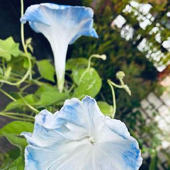 淡いブルーの花の画像 by nanairoFさん | 車庫と種まきからと淡いブルーの花と今朝の朝顔と水戸あおい☆と青い花マニアとチーム・ブルーとチーム・ブルーＮＯ.048