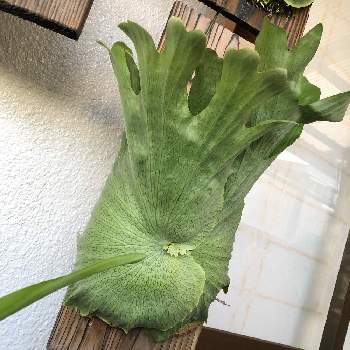 ビカクシダ ワンダエの投稿画像一覧 Greensnap グリーンスナップ