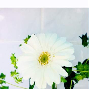 ブプレリウム の投稿画像一覧 Greensnap グリーンスナップ