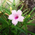 伊勢の花火の一覧 Greensnap グリーンスナップ