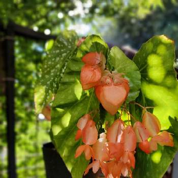 咲いてるよの画像 by YUIさん | ベゴニア オレンジ ルブラと緑のある暮らしとベゴニア☆と咲いてるよ
