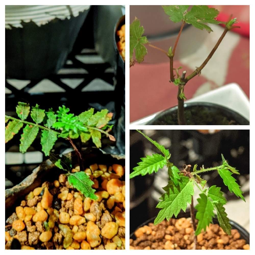 けやきの投稿画像 By ぼんちゃんさん サンショウ 山椒 ともみじ盆栽と挿し木とミニ盆栽と盆栽用と苔 こけ と盆栽と盆栽苗木とけやきとサンショウ 山椒 ともみじ盆栽と挿し木とミニ盆栽と盆栽用と苔 こけ と盆栽と盆栽苗木 21月8月11日 Greensnap グリーン