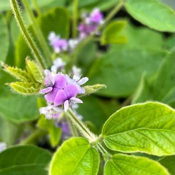 大豆の投稿画像一覧 Greensnap グリーンスナップ