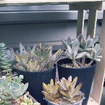 チョコレートソルジャーの投稿画像一覧 Greensnap グリーンスナップ