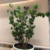 ベンジャミンの育て方 置き場所や水やりの頻度は ねじり方のコツは Greensnap グリーンスナップ ベンジャミンの育て方 置き場所や水やりの頻度は ねじり方のコツは Greensnap グリーンスナップ