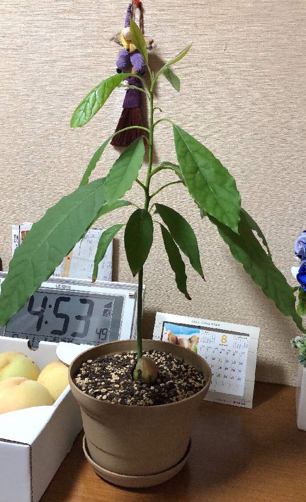 アボカドの投稿画像 By ぼっこさん 元気に育ちますようにとアボカドの鉢植えと観葉植物と北向きの玄関 とアボ 預けてます とアボカド栽培とアボ子と元気に育ててますよと玄関にお引越し 21月8月12日 Greensnap グリーンスナップ