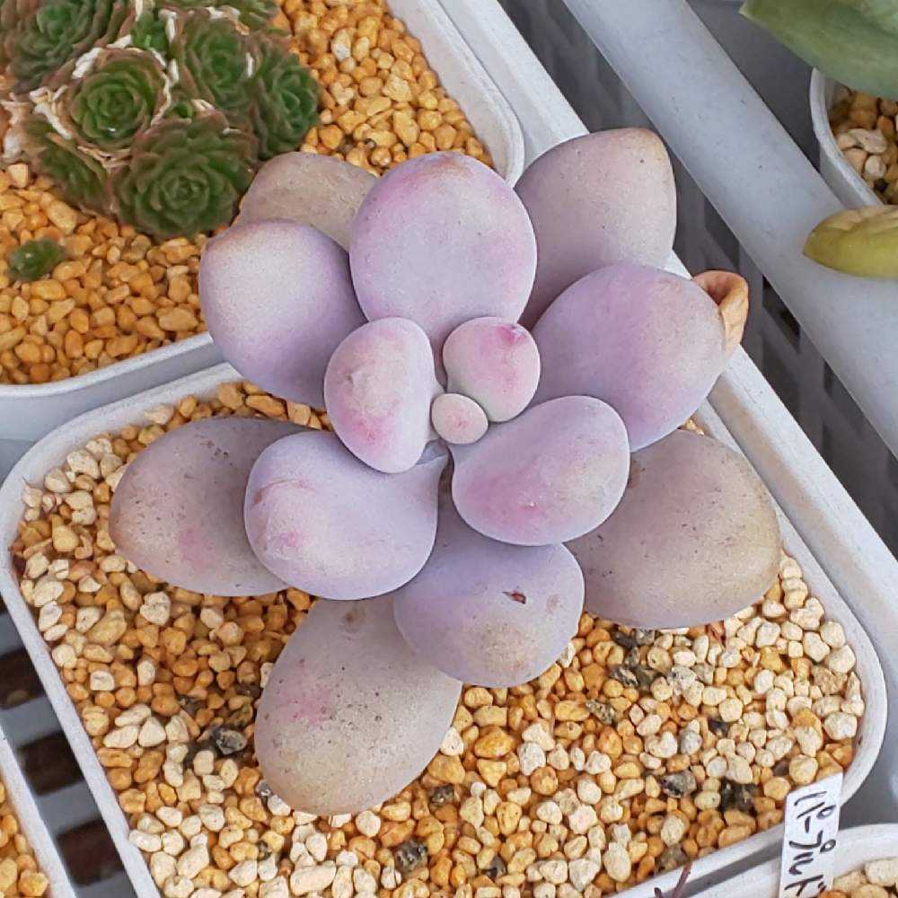 ❀303 アメジスティナム 2022.05.19更新｜🍀GreenSnap（グリーンスナップ）