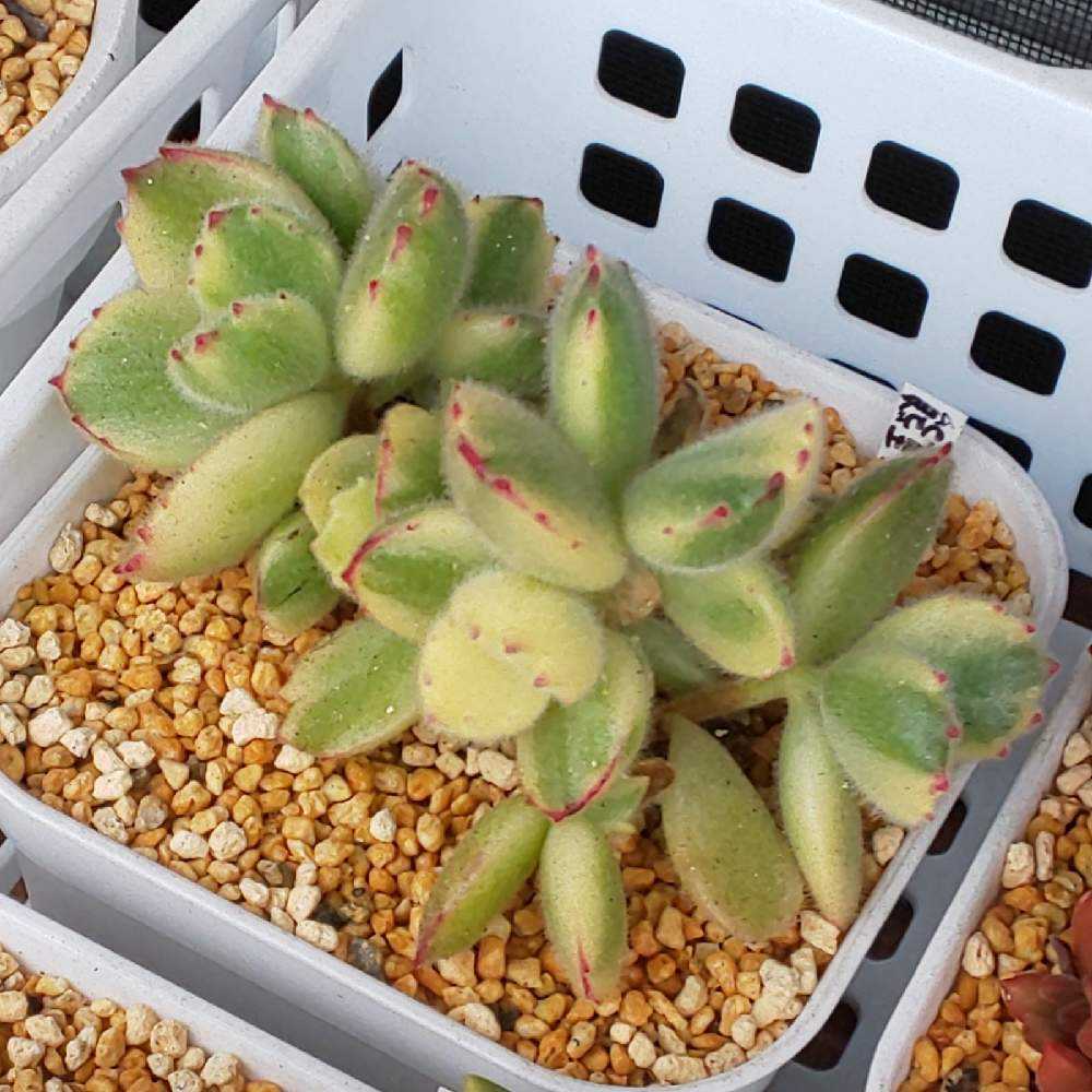 375 熊童子錦(白斑)の生長記録 2022.06.05更新｜🍀GreenSnap（グリーン