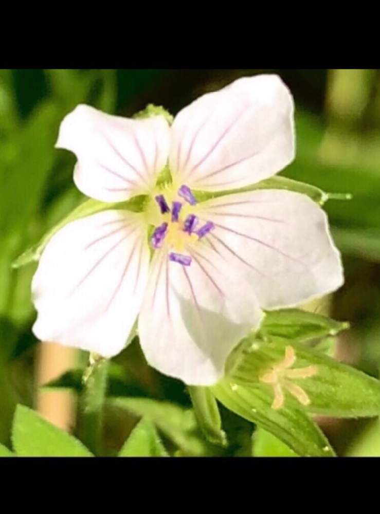 いつも笑顔で の投稿画像 By 花土葉さん ゲンノショウコの花と暑さに負けるなと癒しとちっちゃいものクラブと元気と白い花 と小さな庭といつも笑顔で とゲンノショウコの花と暑さに負けるなと癒しとちっちゃいものクラブと元気と白い花 21月8月12日